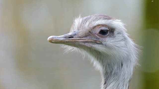 Watch an ostrich up close with great music