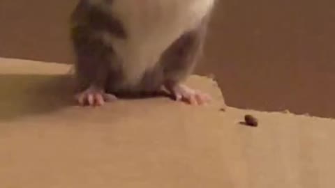 Mouse Bath in Slo Mo