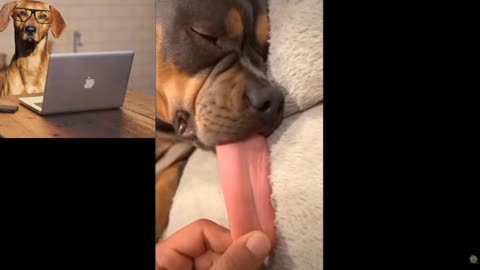 long tongue dog