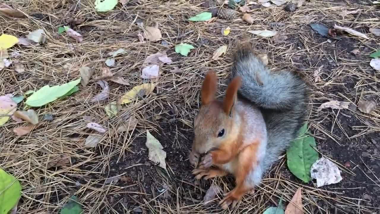 ridiculously insolent squirrel in the park