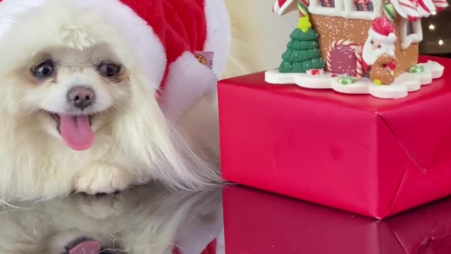 CUTE PUPPY