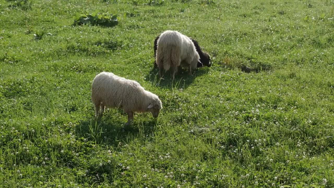 Close-up of sheep pasturing on grass