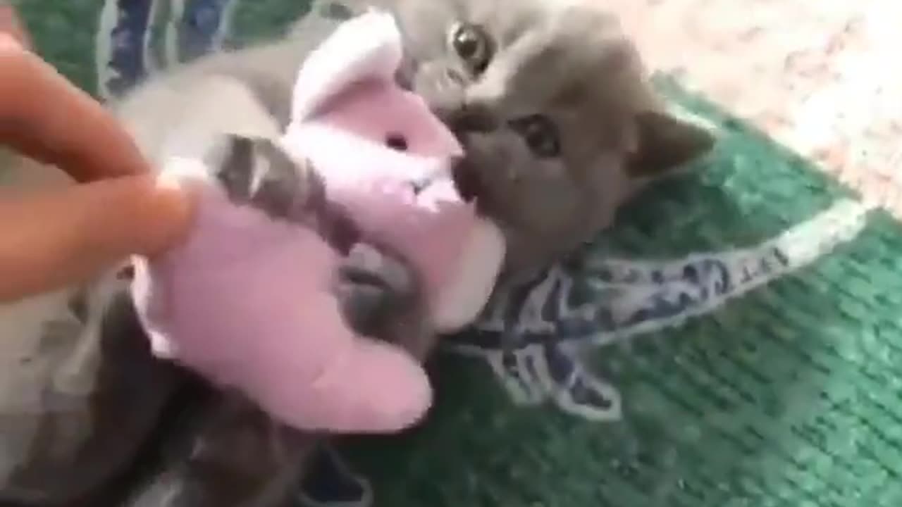 Cute And Funny Animals