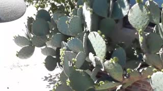 A beautiful Cactus in Tennessee on my way up to Wisconsin.