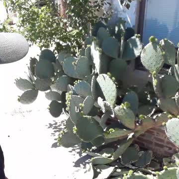 A beautiful Cactus in Tennessee on my way up to Wisconsin.