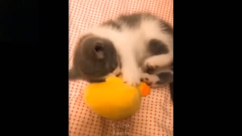 So Cute & funny animals