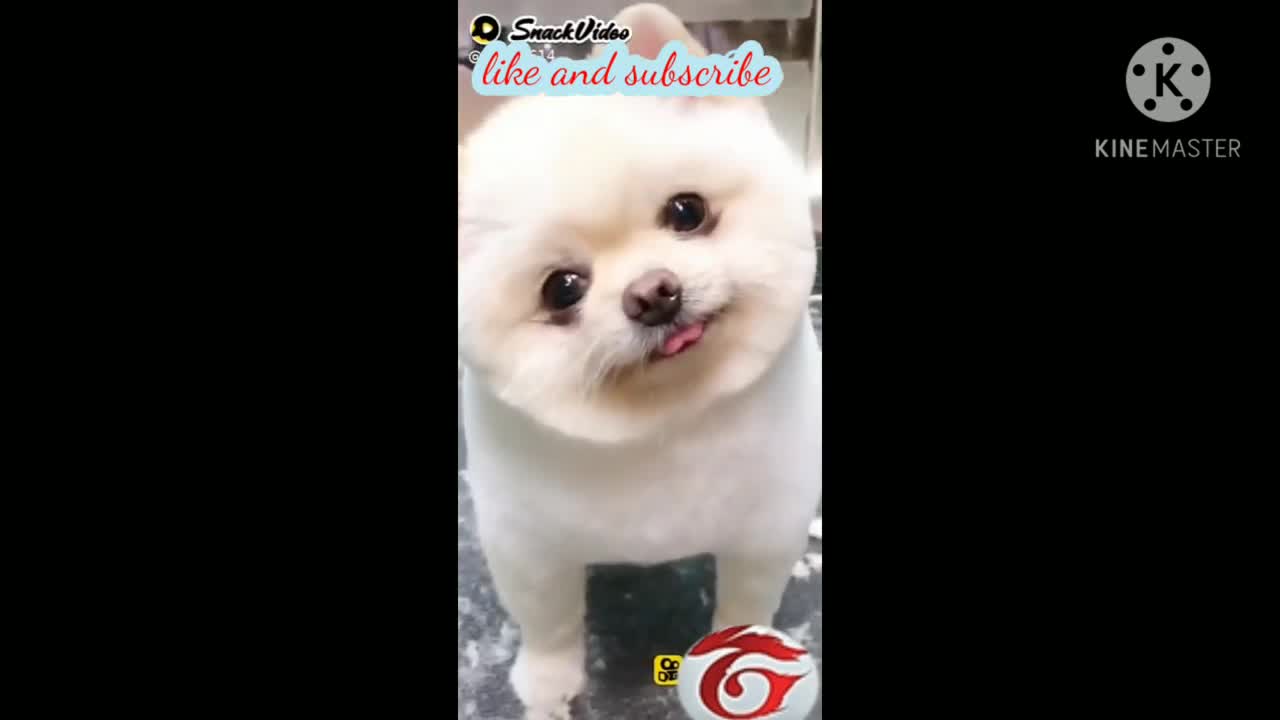 Cute dog and his emote very cute video 2021