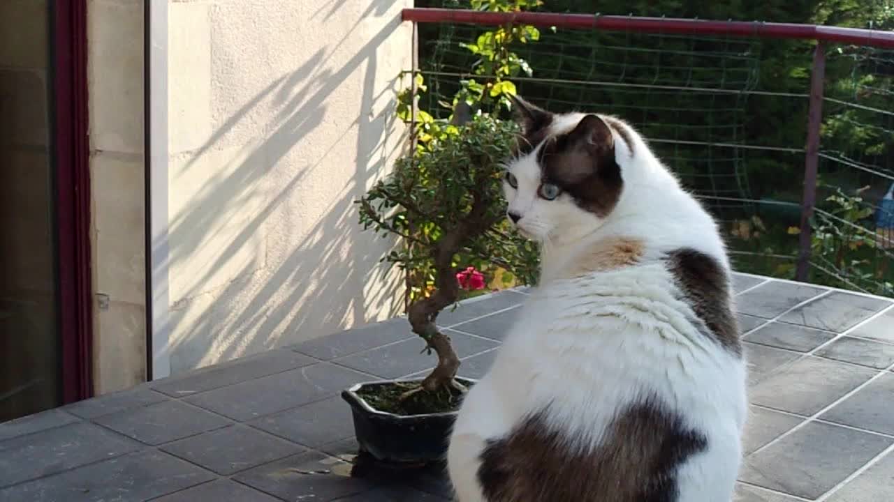 Cute White Cat