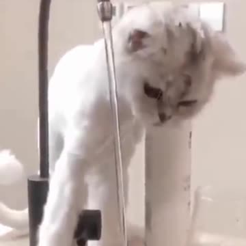 PETS MESSING ABOUT ! SO CUTE -HA HA HA