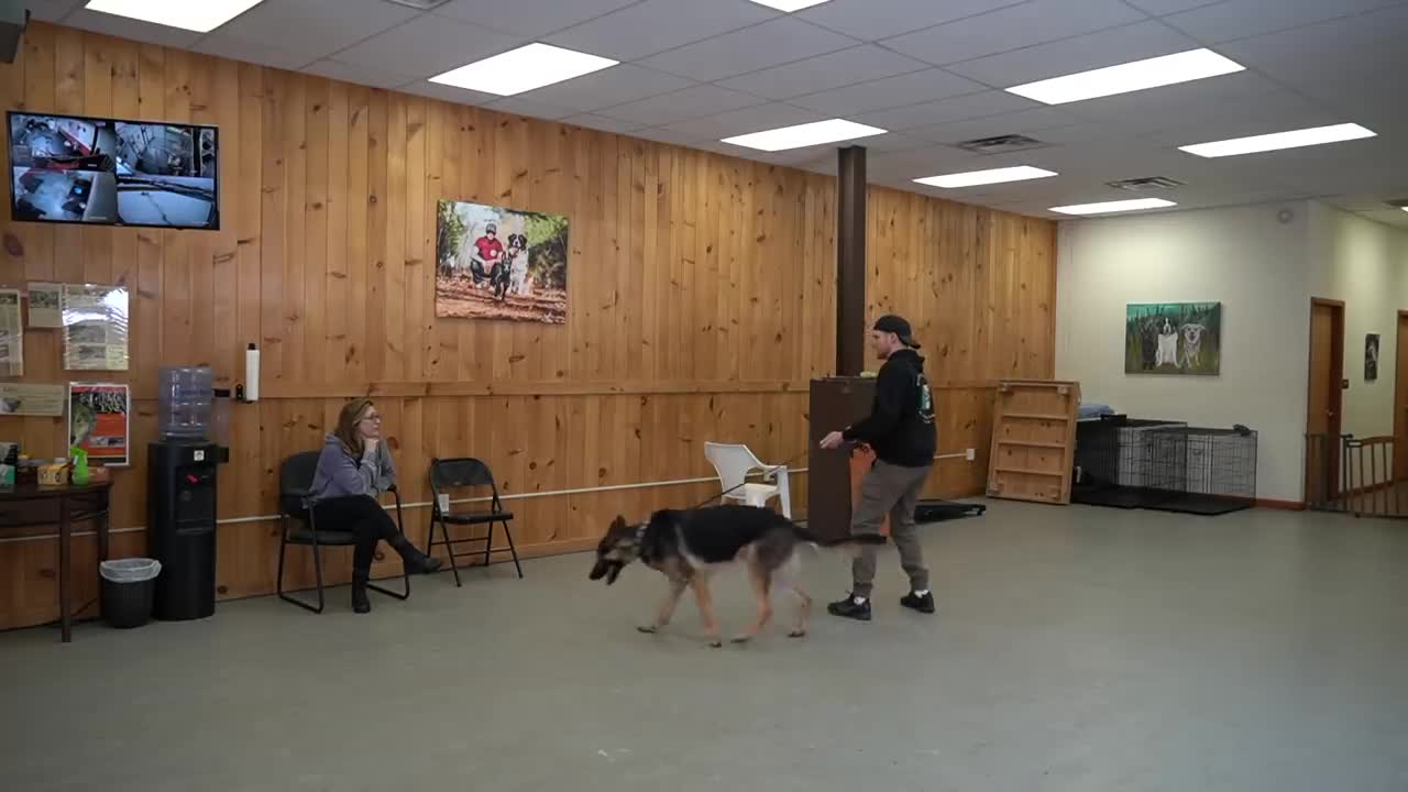 dog training