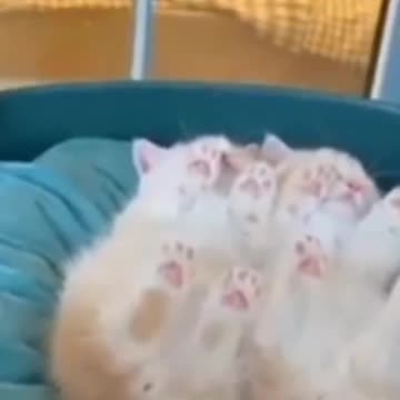 1.Cute Cat😻😻😿😺😺#shorts #funnycats #animalsshorts