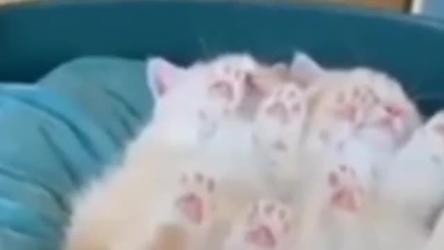 1.Cute Cat😻😻😿😺😺#shorts #funnycats #animalsshorts