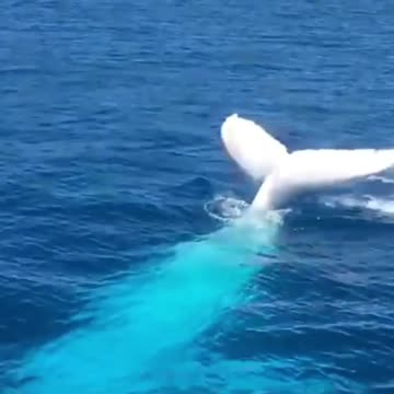 Wow, huge whale