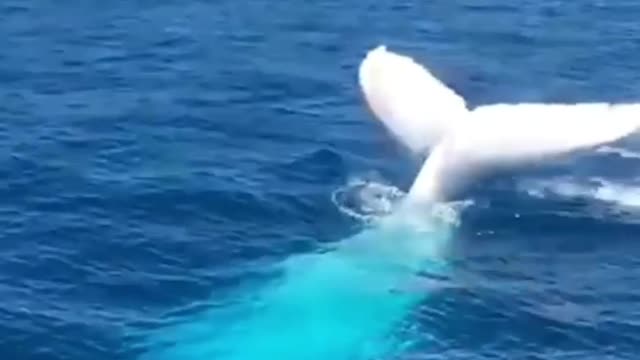 Wow, huge whale