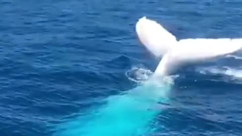 Wow, huge whale