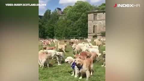 361 zlatni retriver okupio se u Škotskoj