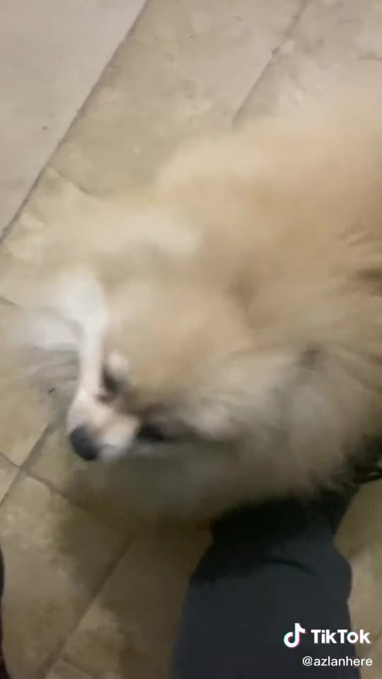 Met him after a very long time. #petlover #dog #puppieso #pomeranian #doglove