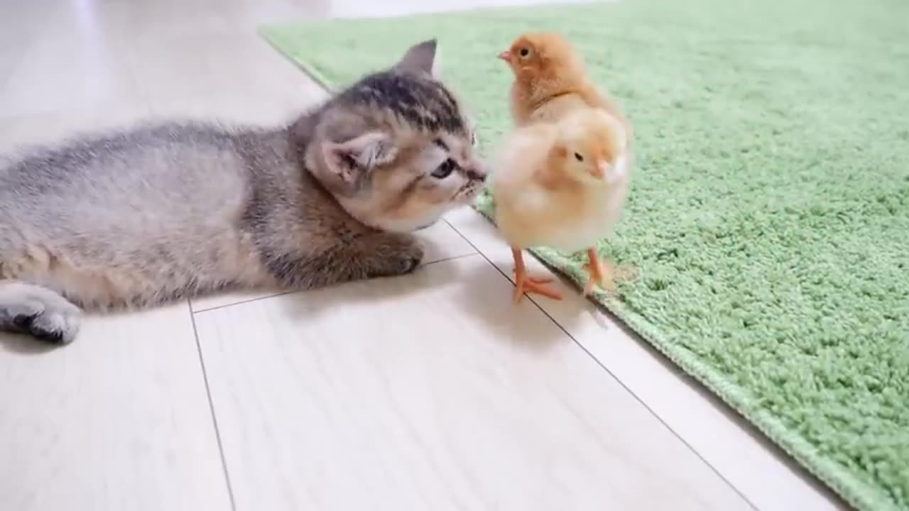 Kitten greets a tiny chicks for the first time