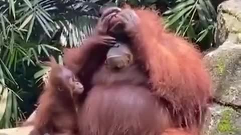 orangutan and sunglasses jokes