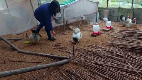 CHOW CHOW DOG GROOMED BY A FARMER - BUSY DAY AT THE FARM