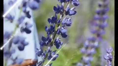 The Lilac Fragrance set off the gossamer wings