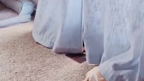 1 MINUTE! # 25 _ Dog Lovers _ 🤣 SHORT & FUNNY Videos #Shorts