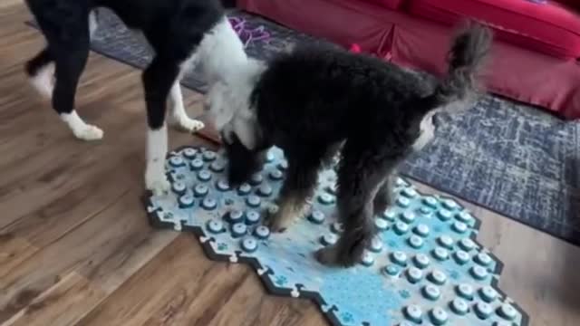 Dogs don’t like sharing at all