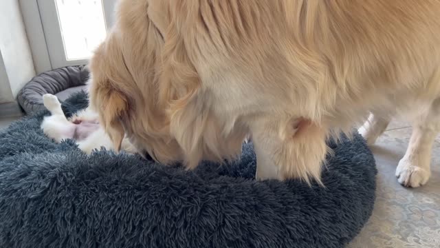 Golden Retriever Confused by Puppy Occupying his Bed when she has her own