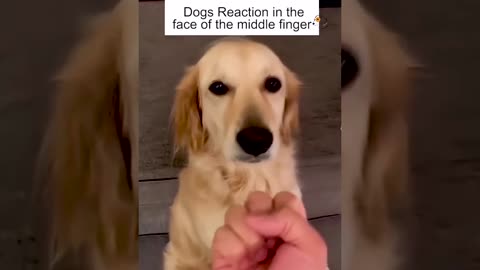 Dog reaction in the face of the middle finger