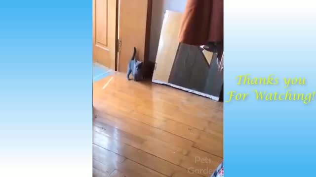 Funny and Cute Cat's Life (Part-1)