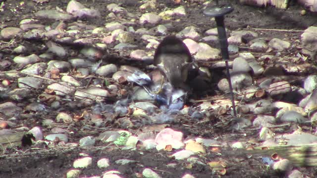 Cooper's Hawk Cleaning A Blue Jay