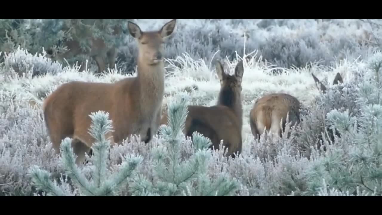 ♫ 🔥 ♫ ♫ Insanely beautiful music of nature !!!!!