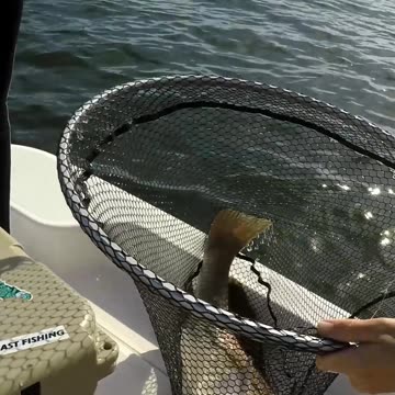 Battling a Massive Drum while Inshore Fishing