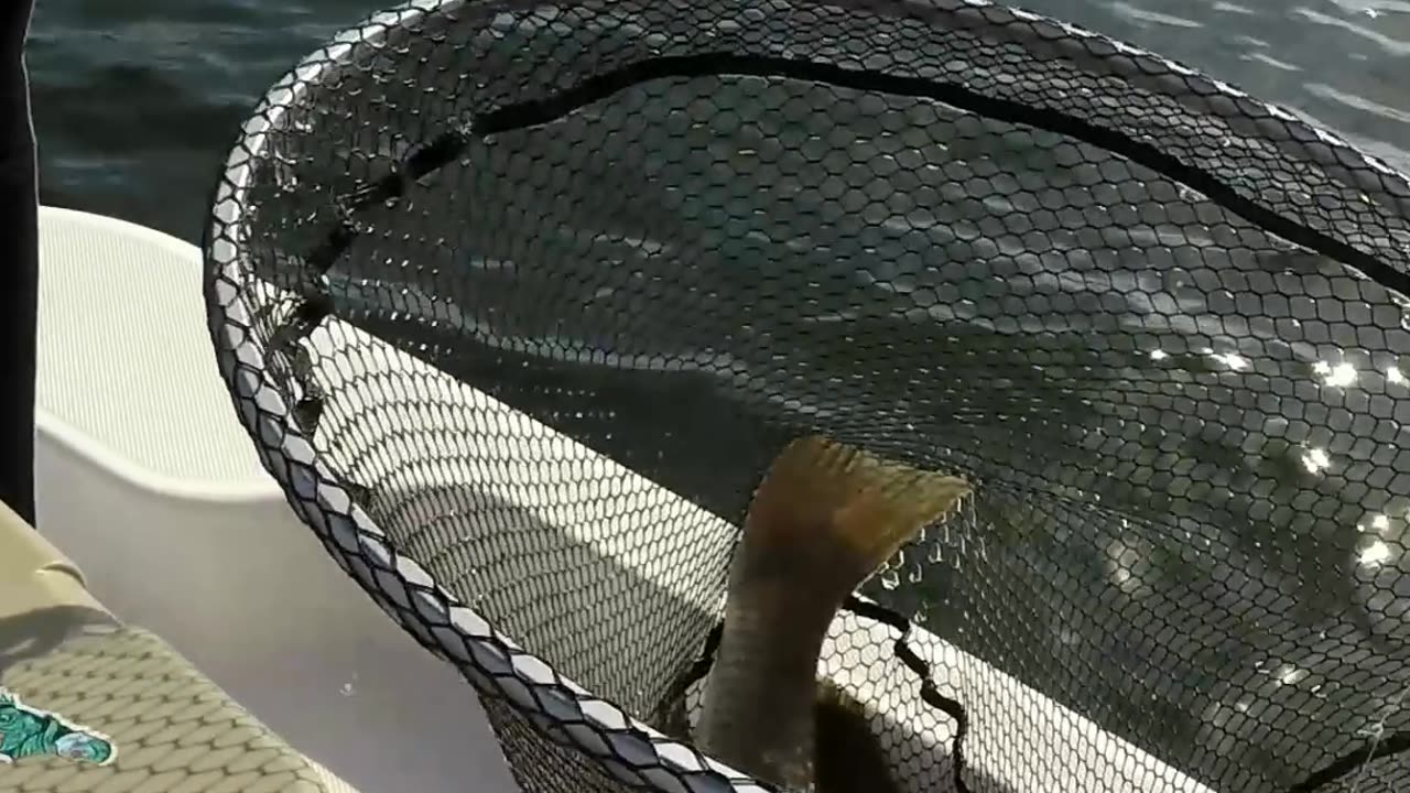 Battling a Massive Drum while Inshore Fishing