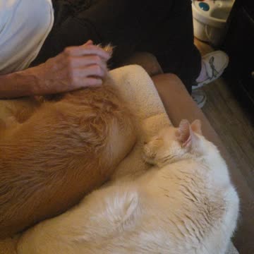 2 cuties laying side by side