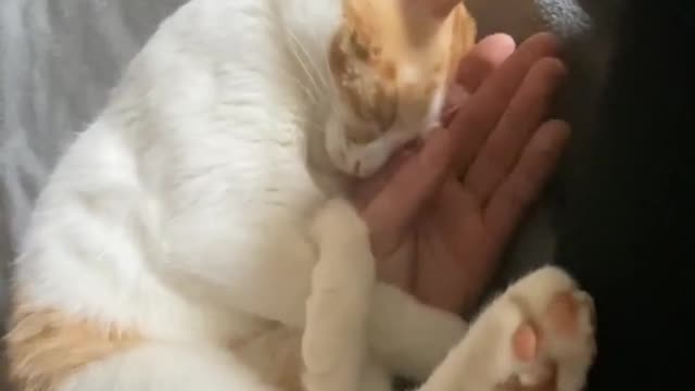 Sleeping Cat