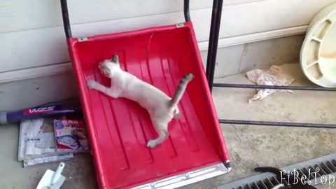 Best animal fun of 2021 # shorts