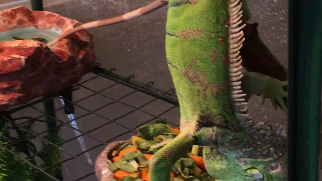 Silly Iguana eats his salad