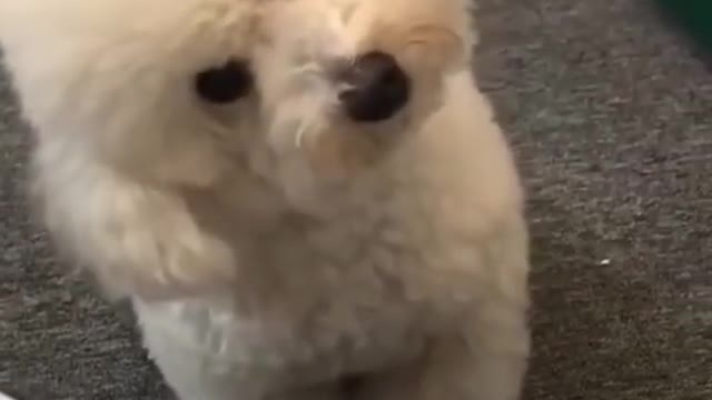 Funny dogs video