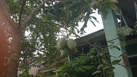 crazy mangoes on the air