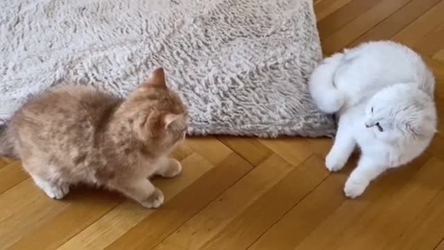Cute and Funny Cat Videos Compilation - PART