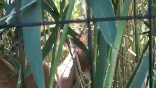 Deer pokes head through fence