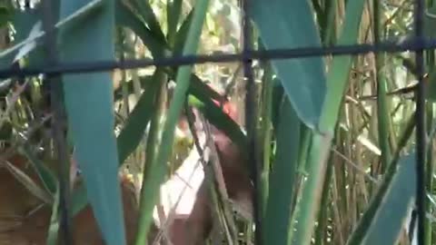 Deer pokes head through fence