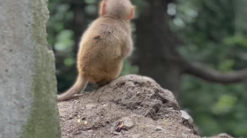 Cute Baby Monkey eating Corn 🌽