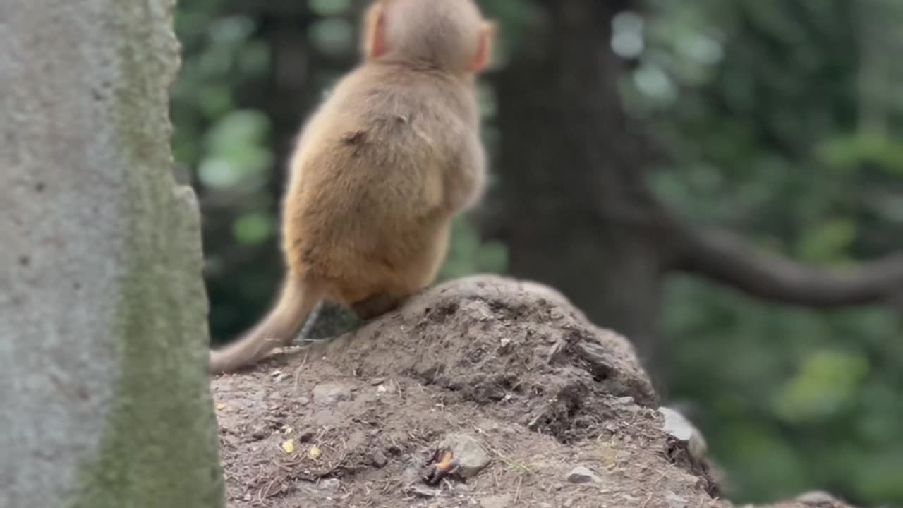 Cute Baby Monkey eating Corn 🌽