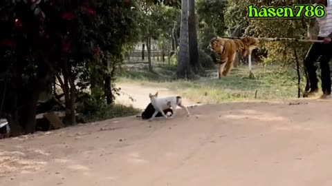 Fake lion 🦁 prank on dog 🐕