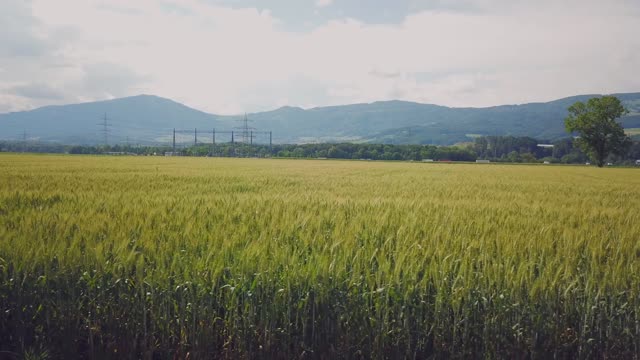 Cornfield Video Loop