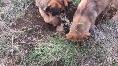 Funny hunter dogs