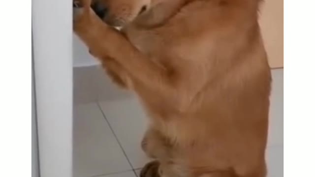 Cute dog funny video funny dog video#short