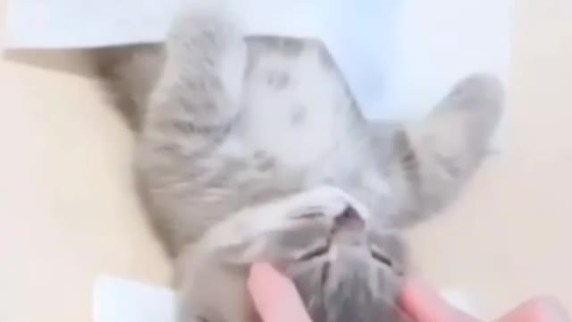 Kitten in the beauty parlour, kitten funny video, cat funny video,